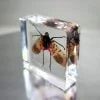 Spotted Lanternfly in Resin, Insect Specimens In lucite