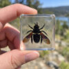 Real preserved tiny carpenter bee in resin, Insects in Resin, Curiosities