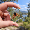 Real preserved tiny lanternfly in resin, Insects in Resin, Curiosities