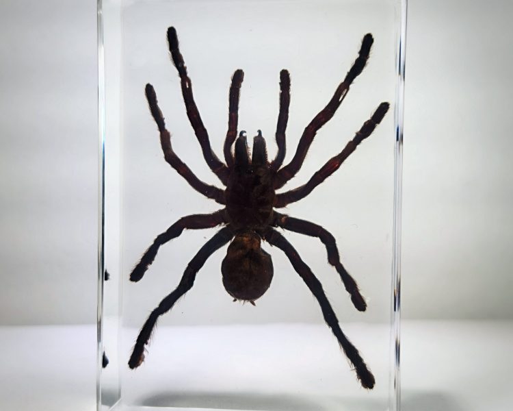 Chinese Bird Spider In Resin, Ornithoctonus Huwena - Insects In Resin