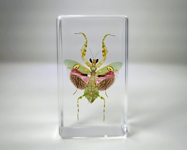 Jeweled Mantis In Resin, Real Jeweled Mantis Specimen