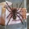 Real Spider in Resin, Huge Spider Specimen, Insects In Resin