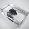 Chafer Beetle In Resin, Scarab Beetle Specimen