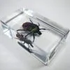 Chafer Beetle In Resin, Scarab Beetle Specimen