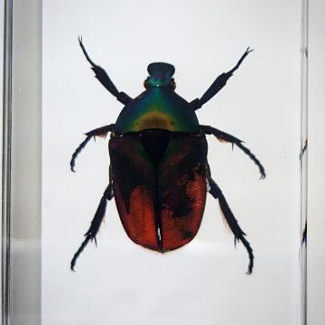 Chafer Beetle In Resin, Scarab Beetle Specimen