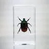 Chafer Beetle In Resin, Scarab Beetle Specimen