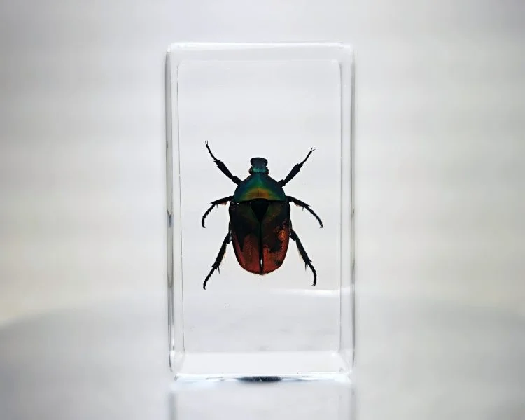 Chafer Beetle In Resin, Scarab Beetle Specimen