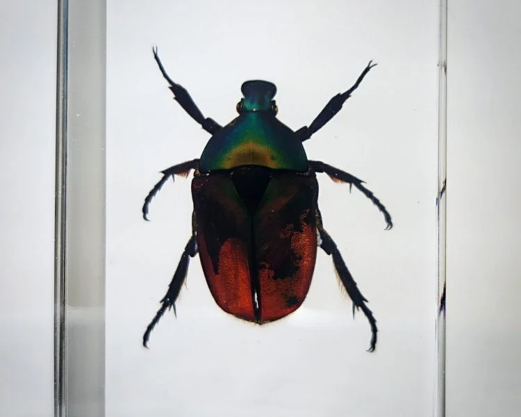 Chafer Beetle In Resin, Scarab Beetle Specimen