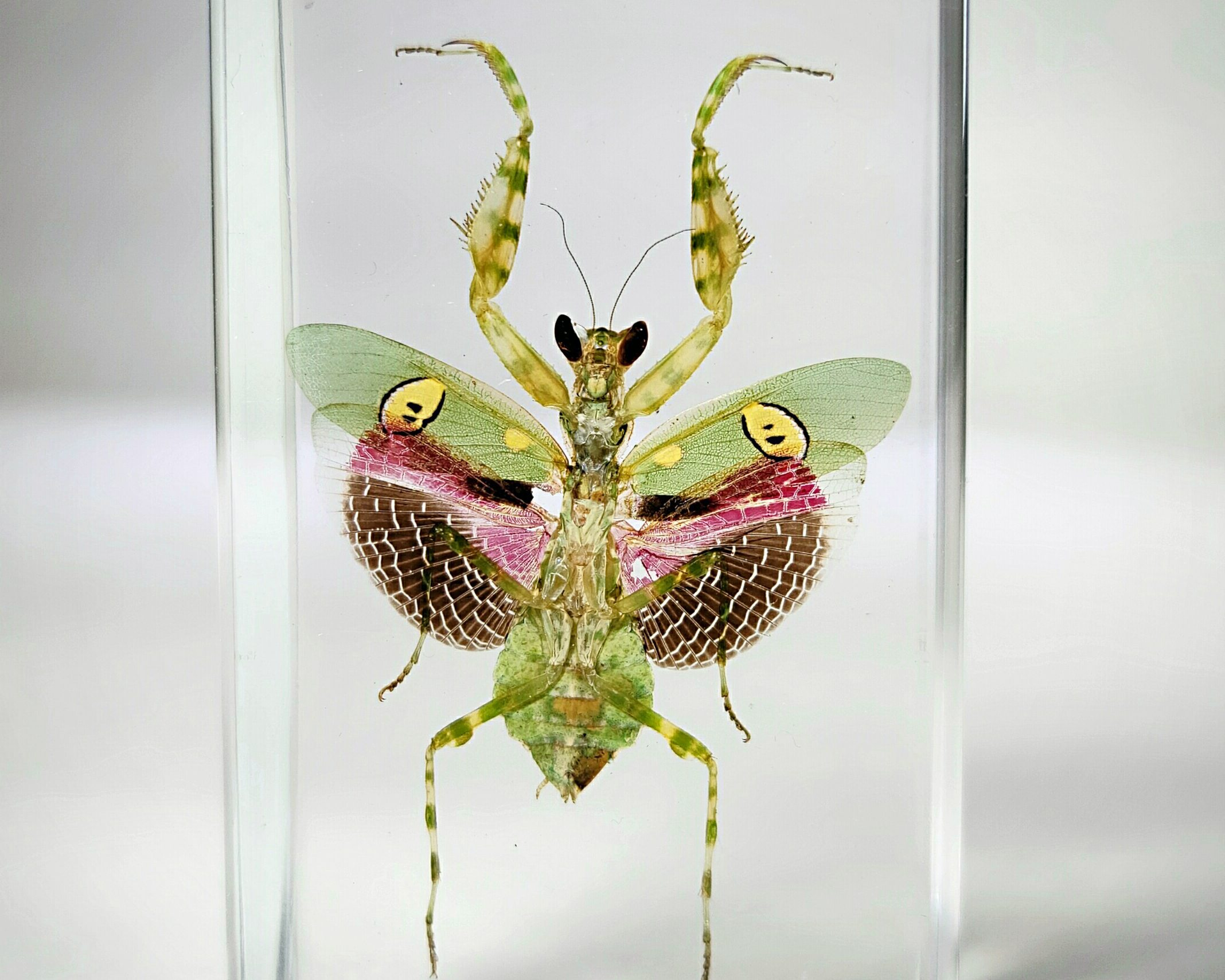 Real Jeweled Flower Praying Mantis Creobroter Gemmatus Female Insect 