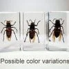 Real Murder Hornet in Resin, Insects In Resin, Giant Wasps