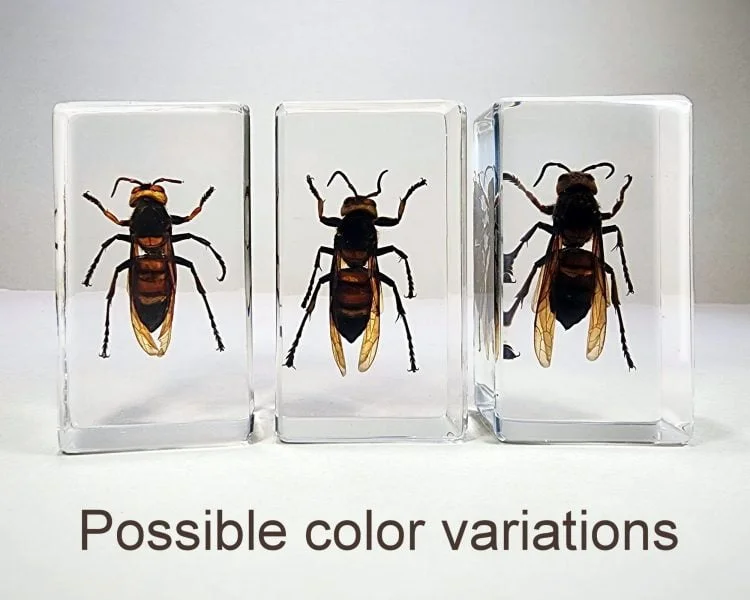 Real Murder Hornet in Resin, Insects In Resin, Giant Wasps