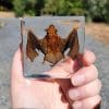 Ethically Sourced Bat, Real Bat in Resin, Bat Specimen, Bat Gifts