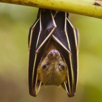 Other Specimens