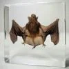 Real bat Specimen in Resin