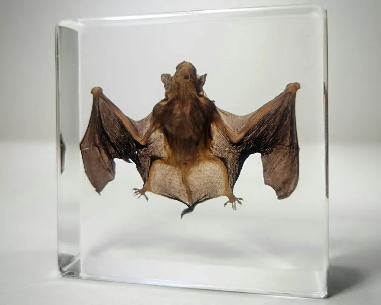 Real bat Specimen in Resin