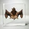 Real bat Specimen in Resin