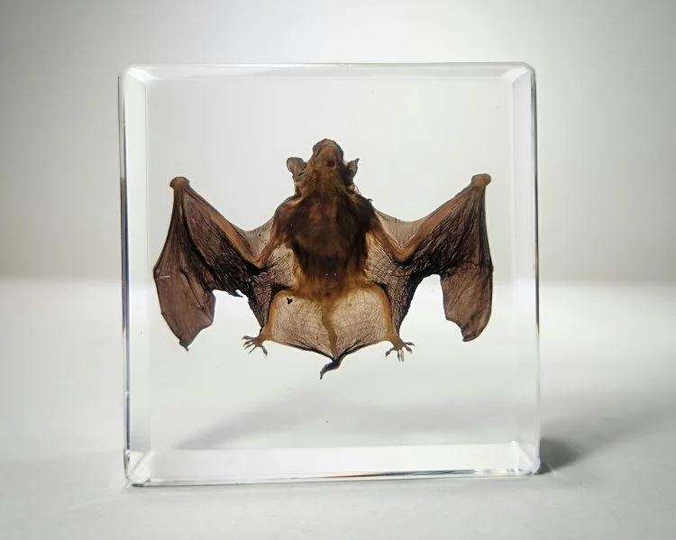 Real bat Specimen in Resin