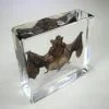 Real bat Specimen in Resin