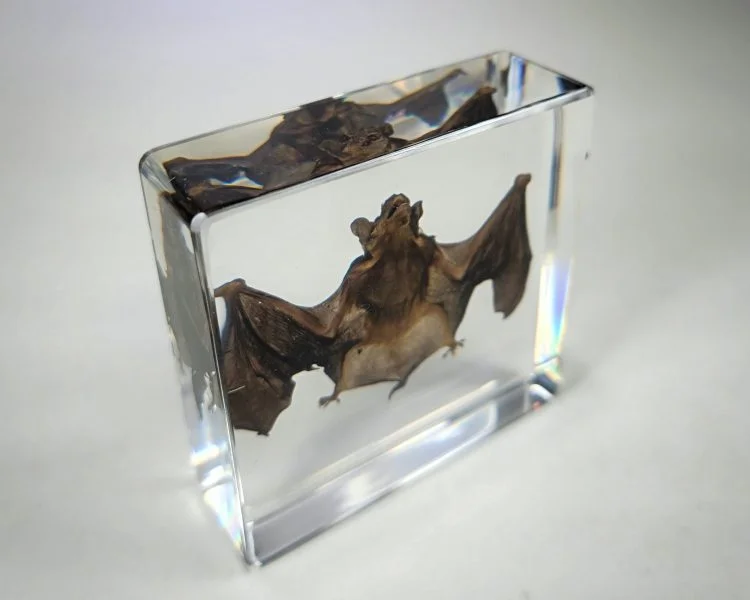 Real bat Specimen in Resin