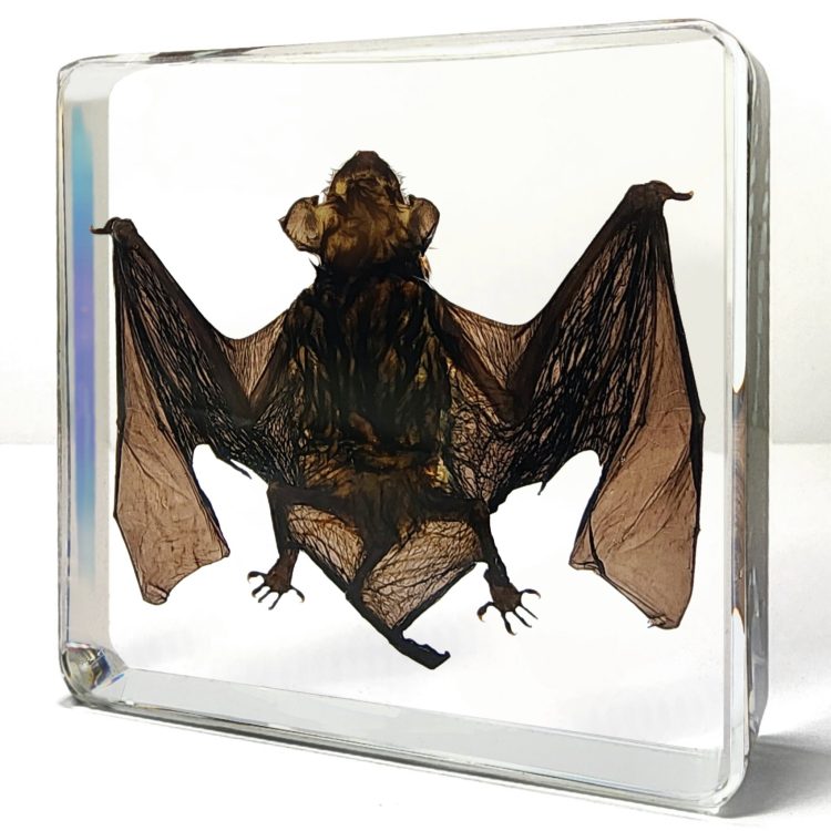 Real Bat in Resin, Taxidermy Bat, Preserved bat, Oddities and Curiosities
