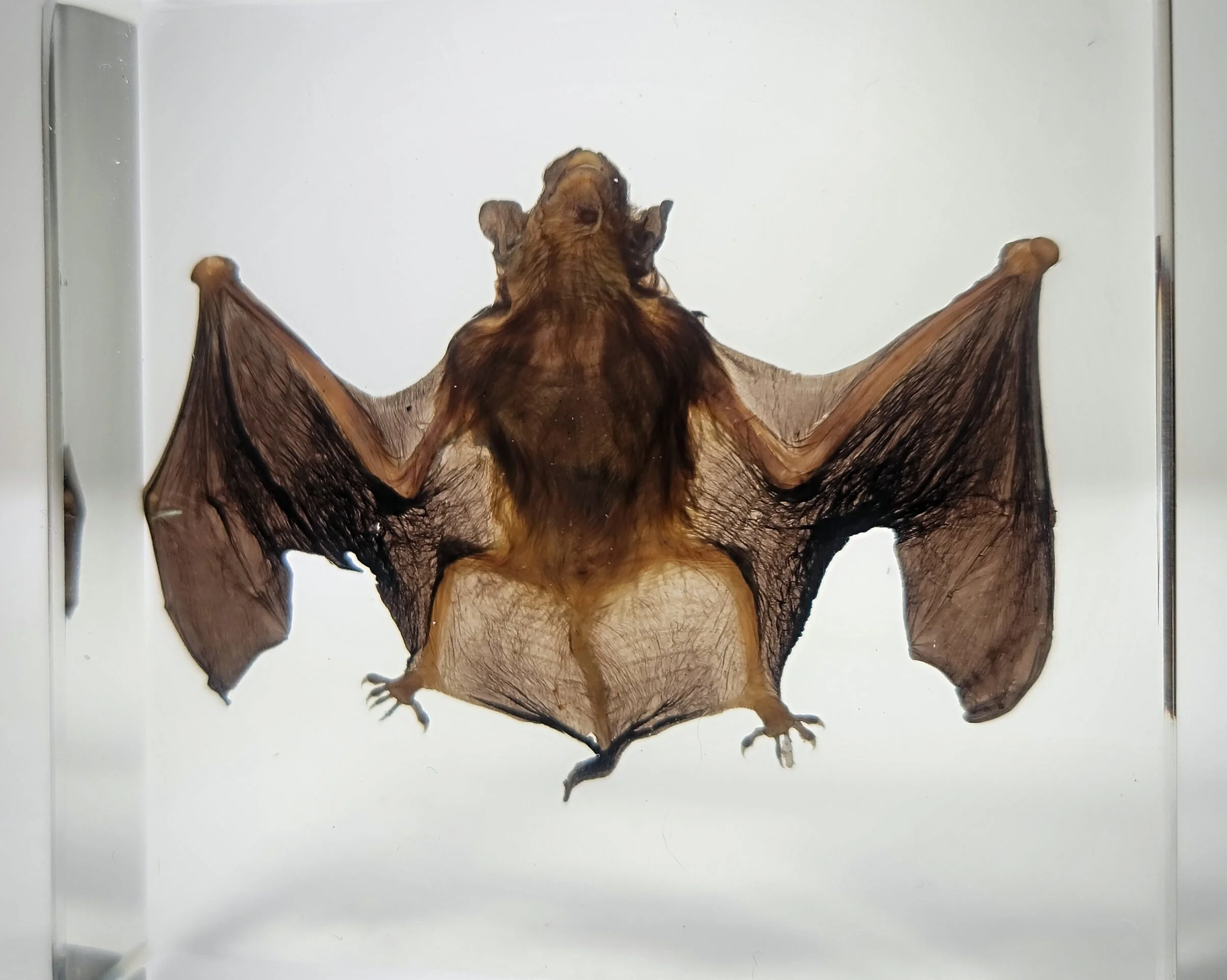 Real Bat in Resin, Taxidermy Bat, Preserved bat, Oddities and Curiosities