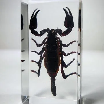 Large Black Scorpion in Resin, Forest Scorpion, Wholesale, Insects in Resin