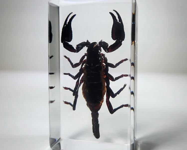 Large Black Scorpion in Resin, Forest Scorpion