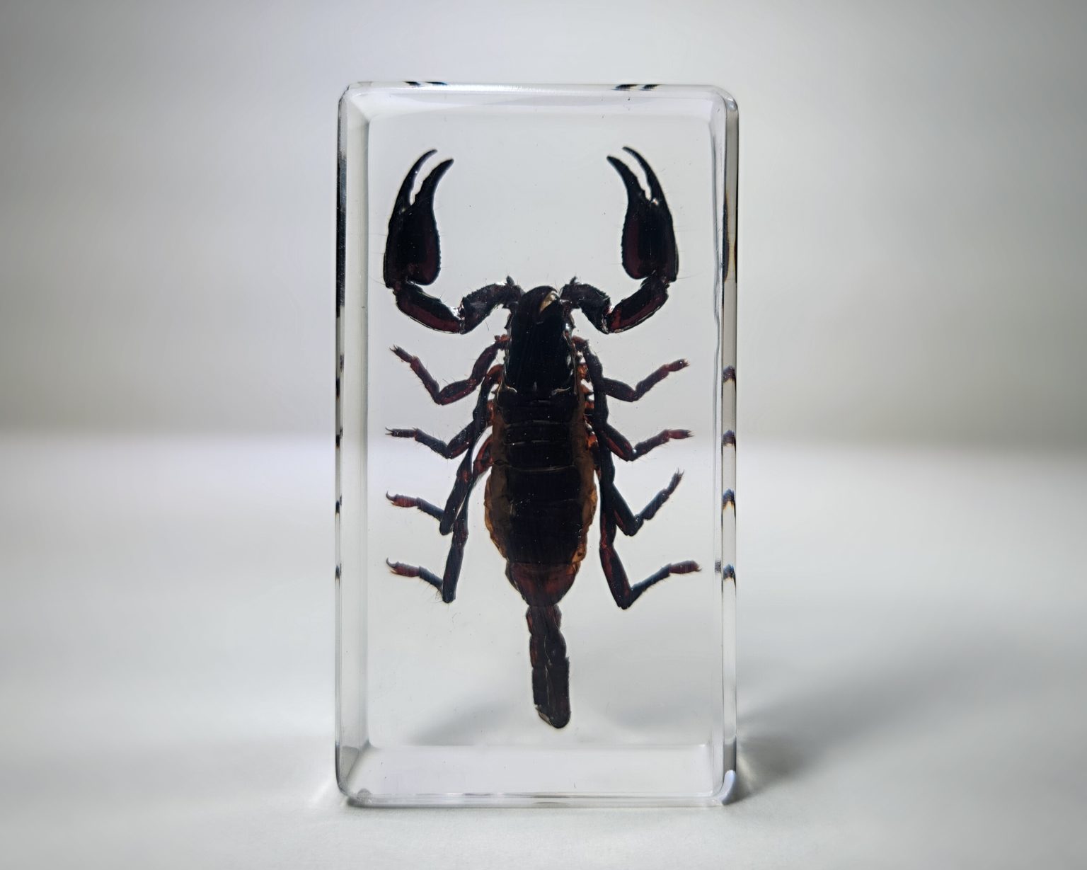 Forest Scorpion in Resin, Heterometrus spinifer - Insects In Resin