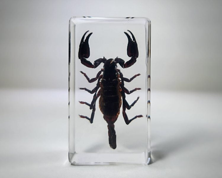 Large Black Scorpion in Resin, Forest Scorpion