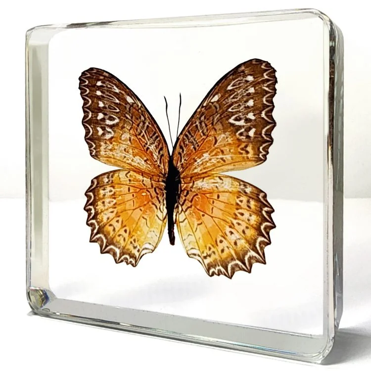 Red Lacewing Butterfly in Resin, Butterfly Specimen, Lace Wing