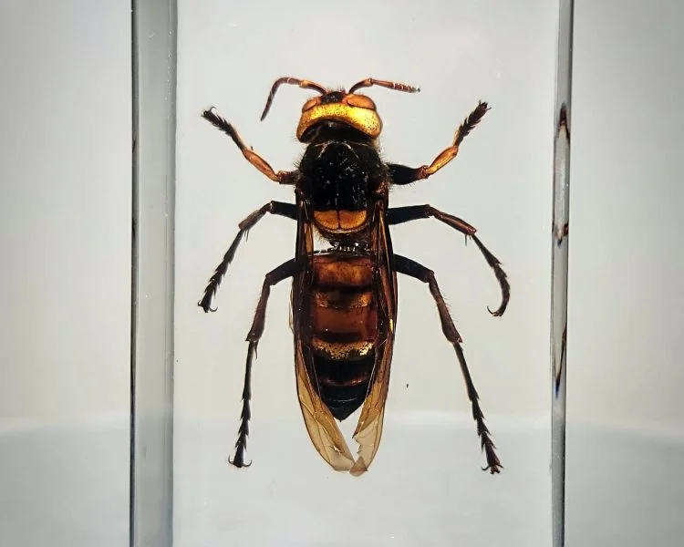 Murder Hornet Specimen in Resin, Giant Asian Hornet, Wholesale, Insects In Resin
