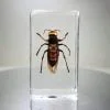 Murder Hornet Specimen in Resin, Giant Asian Hornet