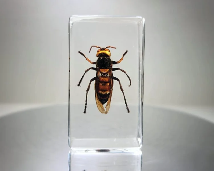 Murder Hornet Specimen in Resin, Giant Asian Hornet