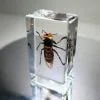 Murder Hornet Specimen in Resin, Giant Asian Hornet