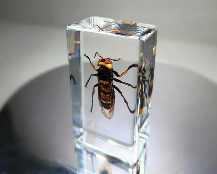Murder Hornet Specimen in Resin, Giant Asian Hornet