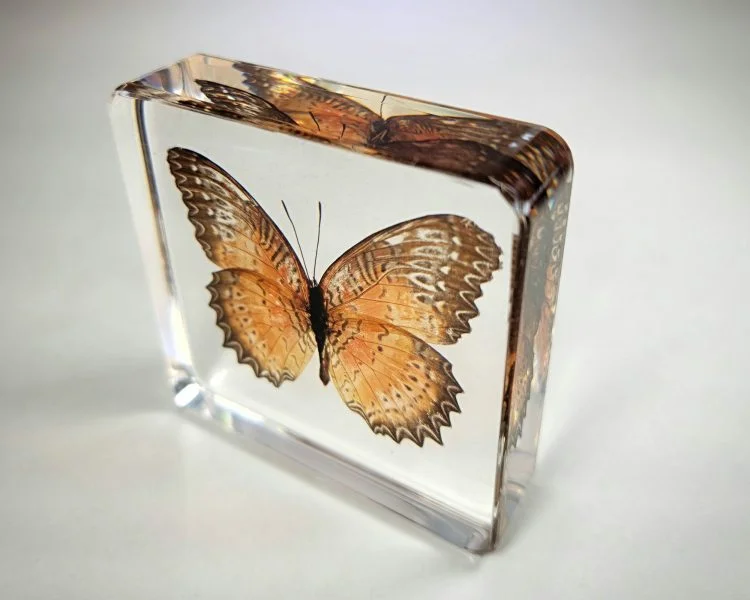 Red Lacewing Butterfly in Resin, Butterfly Specimen, Lace Wing