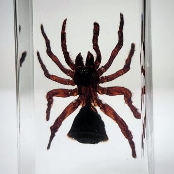 Hourglass Spider, Trap Door Spider in Resin