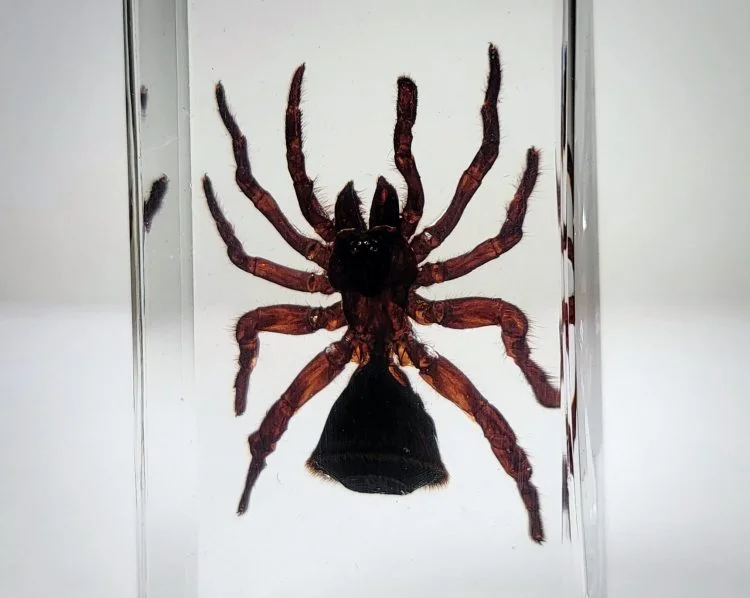 Hourglass Spider, Trap Door Spider in Resin