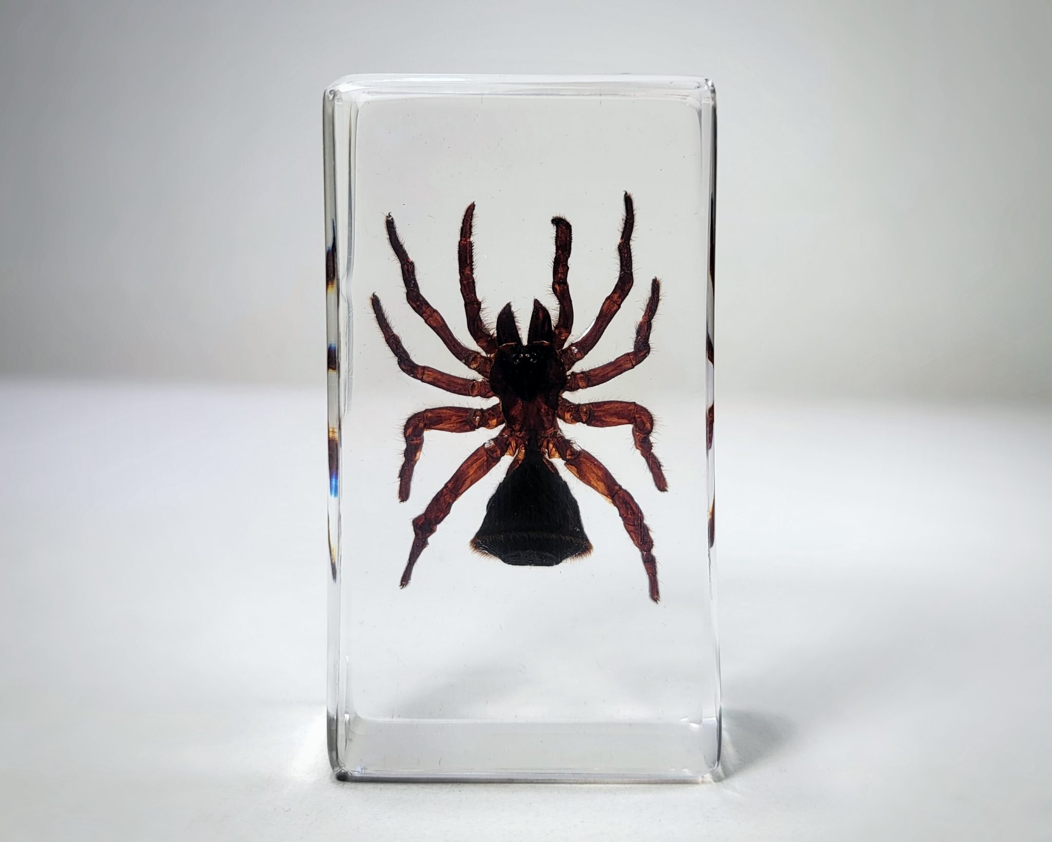 Hourglass Spider In Resin Cyclocosmia Ricketti Insects In Resin