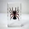 Hourglass Spider, Trap Door Spider in Resin