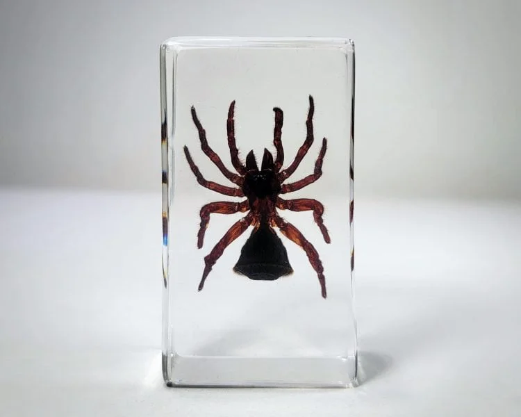 Hourglass Spider, Trap Door Spider in Resin