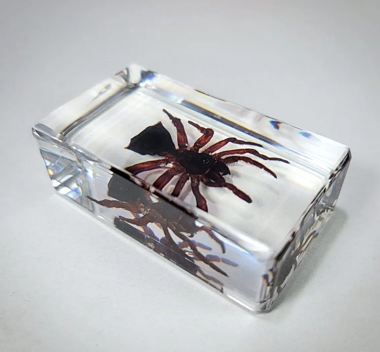 Hourglass Spider, Trap Door Spider in Resin