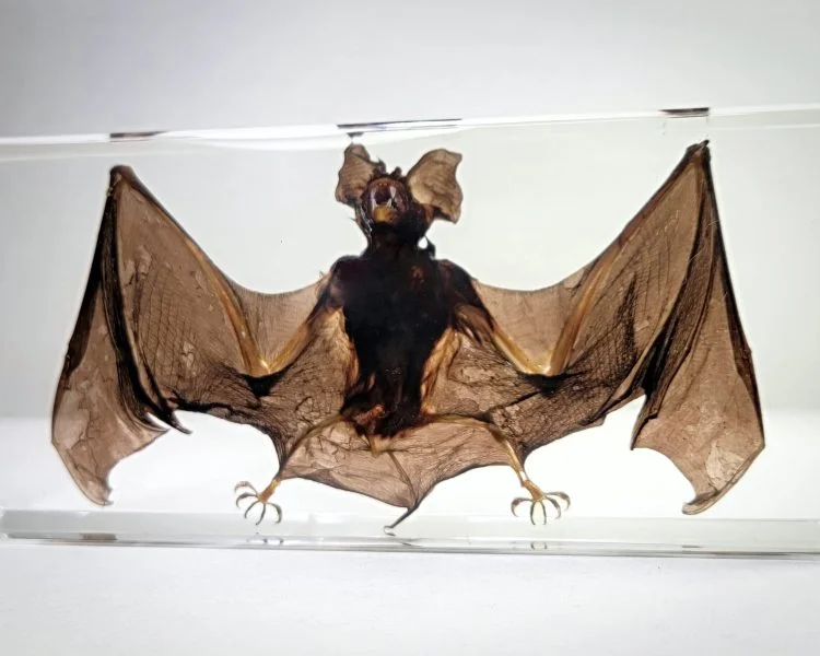 Wholesale Bat, Real Bat In resin Specimen