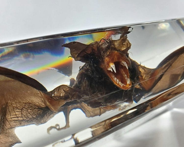 Ethically Sourced Bat, Real Bat In Resin, Preserved Real Bat