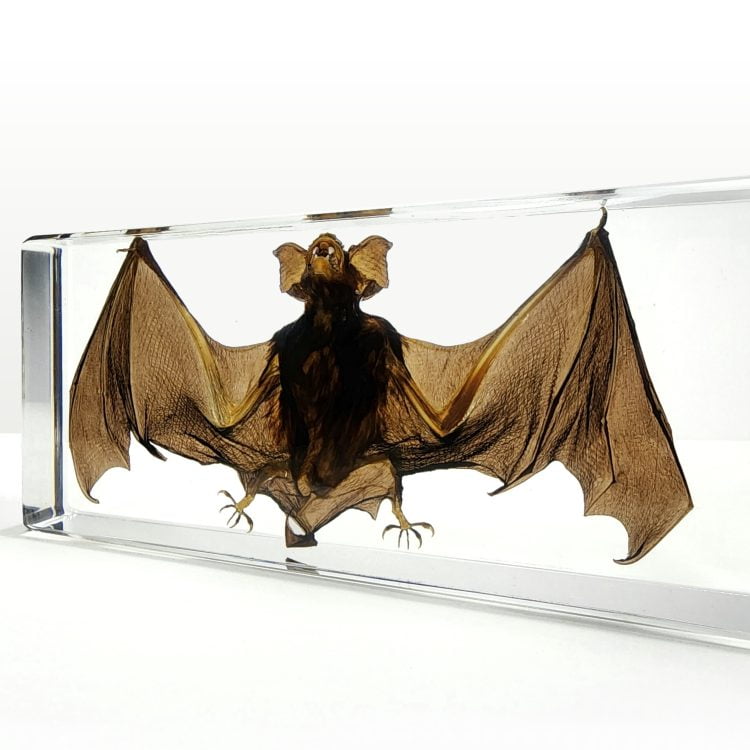 Real Bat in Resin, Large Taxidermy Bat, Oddities and Curiosities