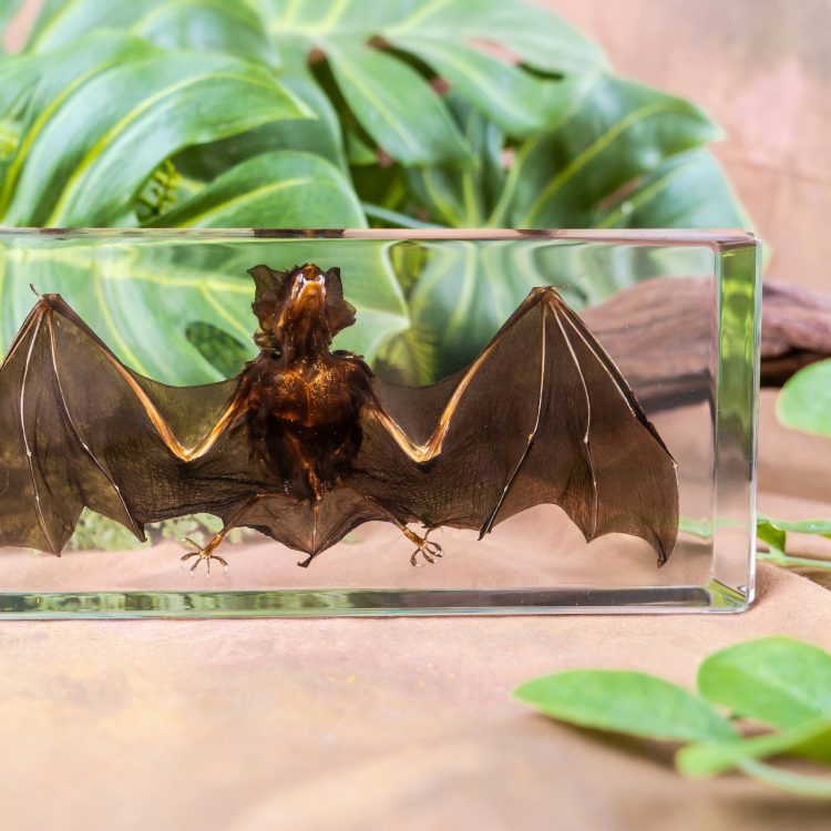 Real Bat In Resin, Preserved Bat, Wholesale Oddities and Curiosities