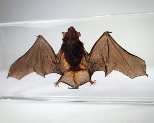 Real Bat Specimen, Bat In Resin, Wings Open