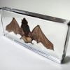 Real Bat Specimen, Bat In Resin, Wholesale Bat