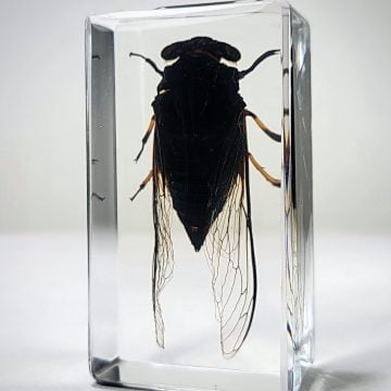 Cicada In Resin, Cicada Lucite Specimen