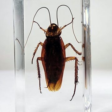 real roach specimen, Cockroach in resin, Wholesale, Insects in Resin